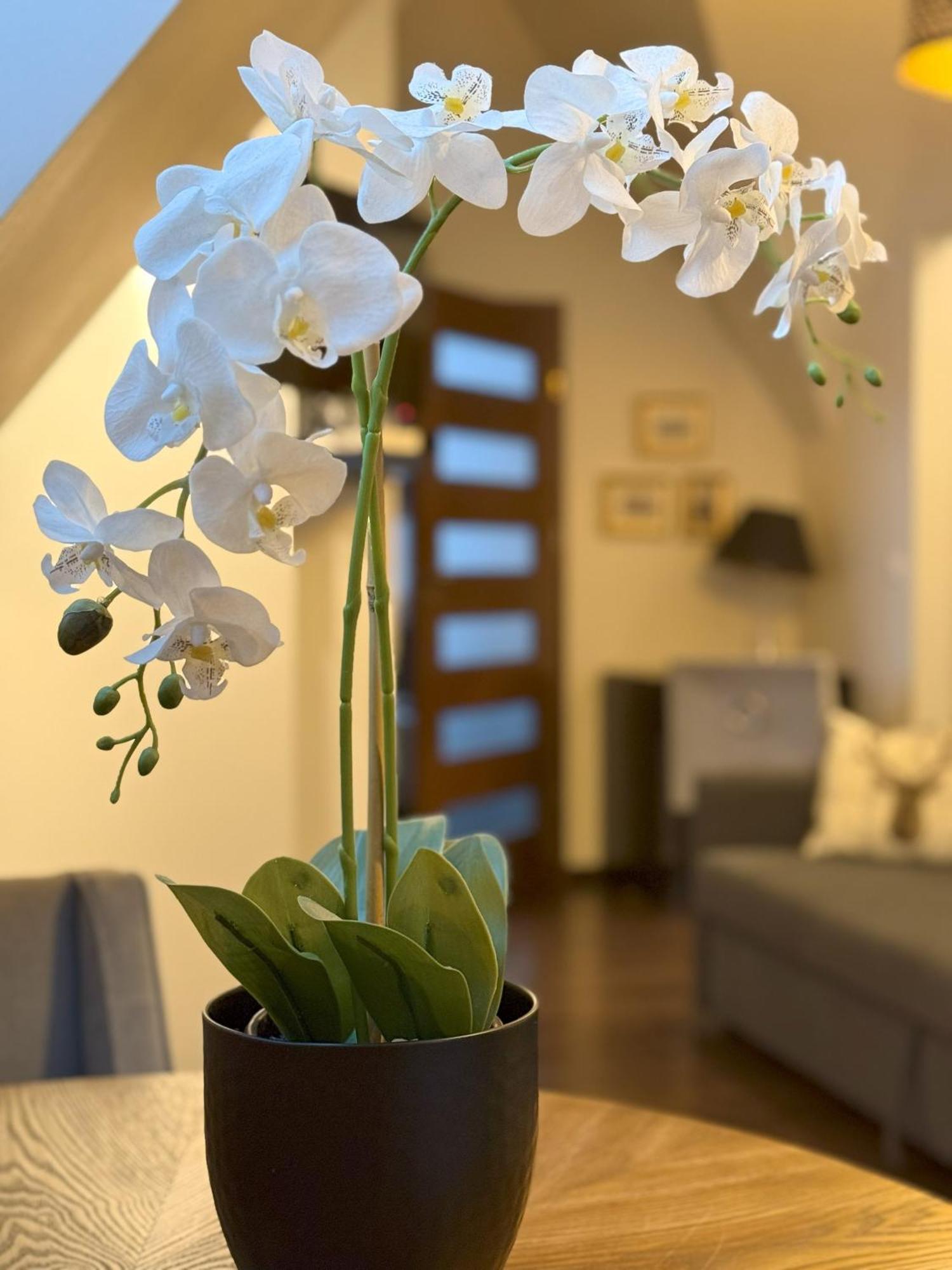 זקופאנה Apartament Glamour I מראה חיצוני תמונה